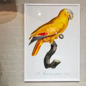 Yellow Bird Print