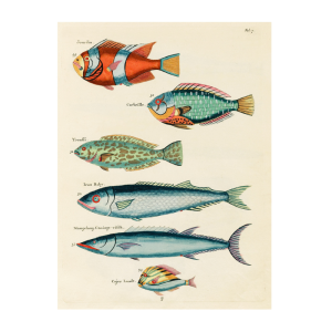 Tropical Fish Series: 01