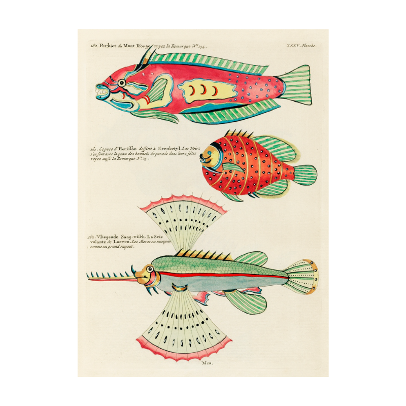 Tropical Fish Series: 017