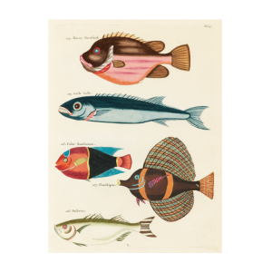 Tropical Fish Series: 021