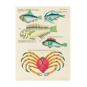 Tropical Fish Series: 023