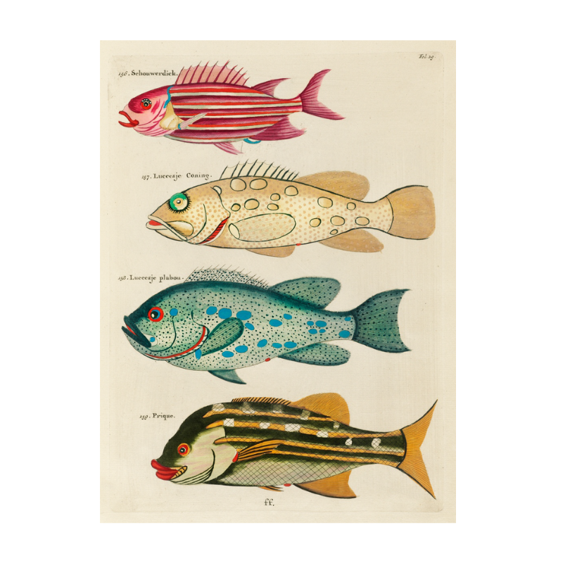 Tropical Fish Series: 024