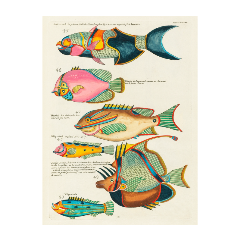 Tropical Fish Series: 002