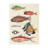 Tropical Fish: 031