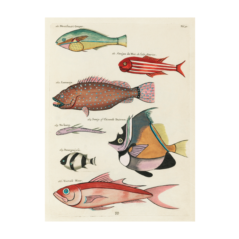 Tropical Fish: 031
