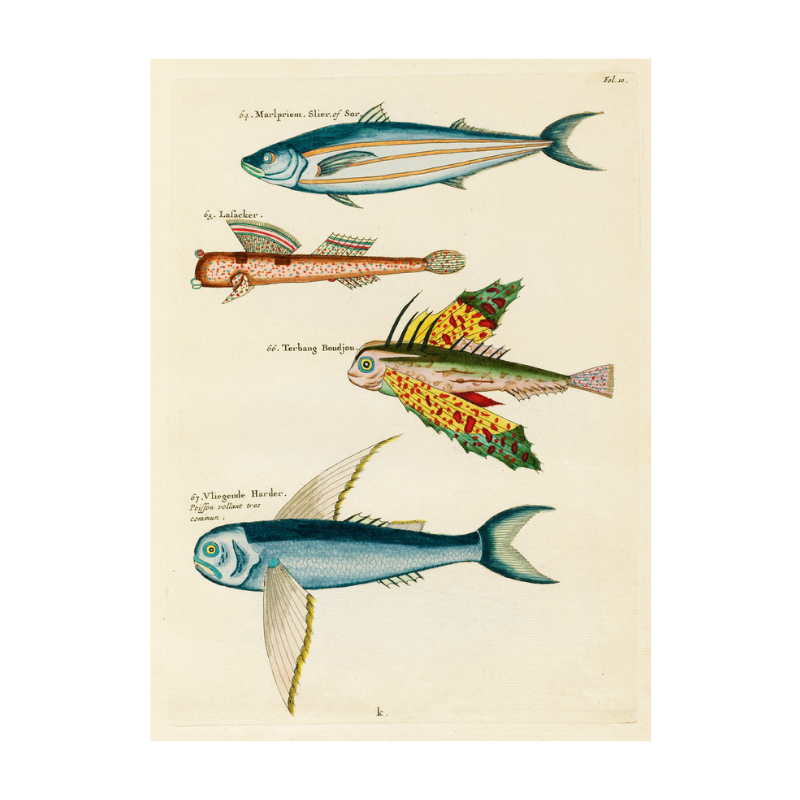 Tropical Fish Series: 033