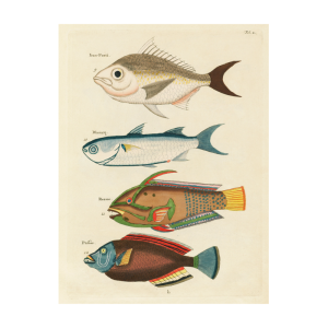 Tropical Fish Series: 034