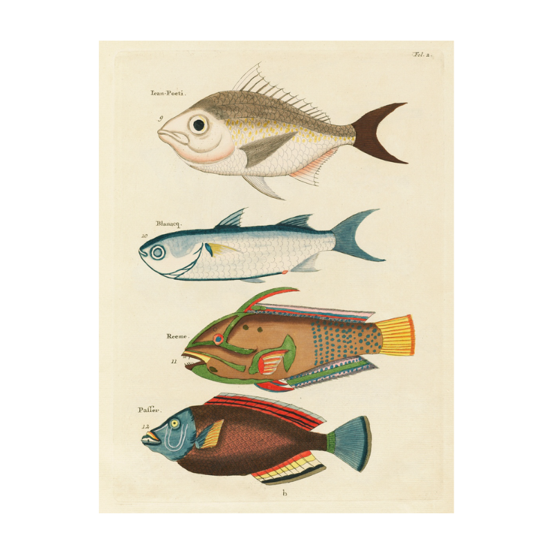 Tropical Fish Series: 034