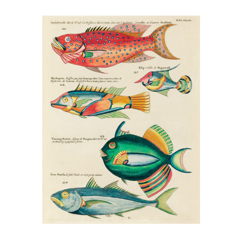 Tropical Fish Series: 003