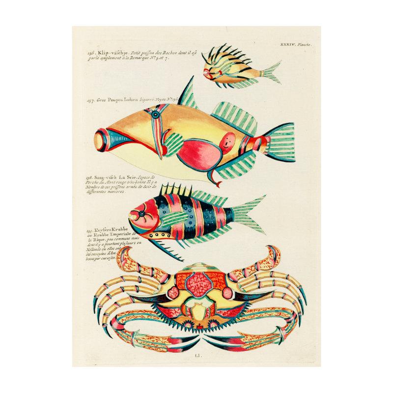 Tropical Fish Series: 004