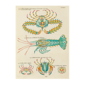 Tropical Fish Series: 005