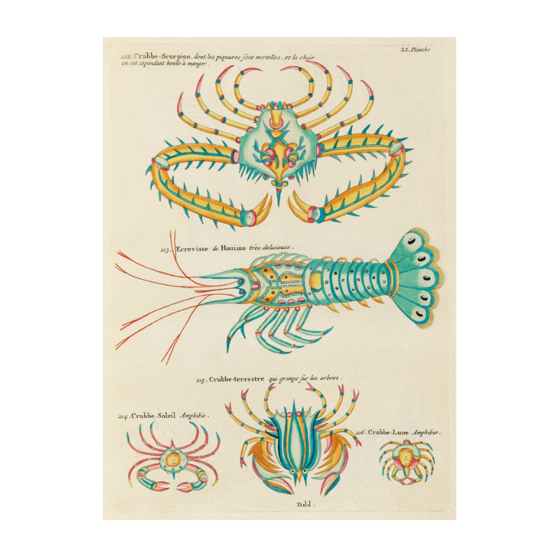 Tropical Fish Series: 005