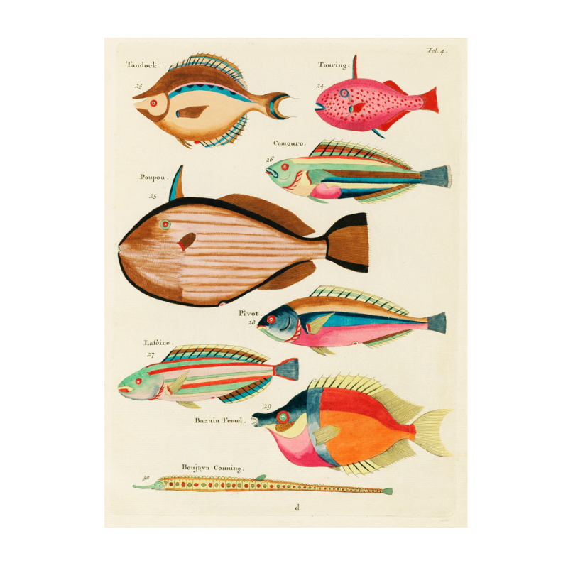Tropical Fish Series: 006