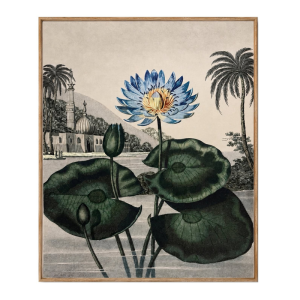 St. Erasmus Blue Lotus